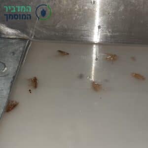 תוצאות הדברה לאחר טיפול הדברה לתיקן גרמני ע"י ג'ל בדירת 3 חדרים באזור עם ריסוס כללי