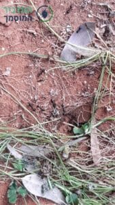 ריסוס וטיפול בנמלים ושאר מזיקים בחצר בית