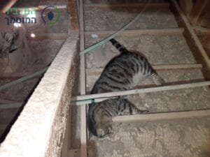 פינוי נבלת חתול מתוך גג רעפים