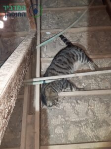 פינוי פגר חתול לאחר שנלכד בתוך גג