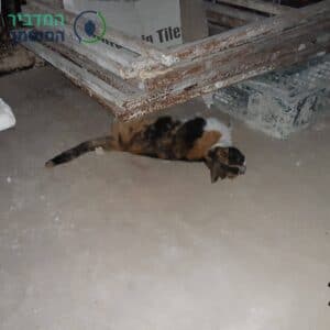 פינוי פגר חתול מת במפעל