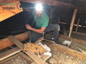 פינוי פגר חתול גדול שנמצא בגג רעפים בבית פרטי