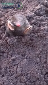 חולד מצוי מציץ מגומת חול שעשה בחצר