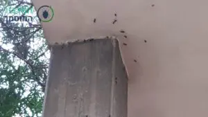 הדברה ירוקה נגד נמלים מסביב לבניין על עמודים