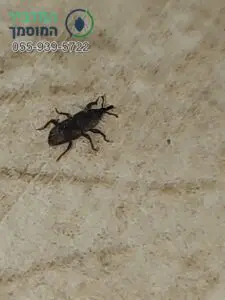 חדקונית האורז בתמונה מוגדלת