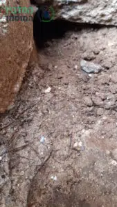 איתור והדברת מחילות של מכרסמים בחצר בניין 3 קומות בדימונה
