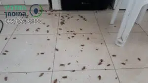 ריסוס מוצלח בהדברה ירוקה בעיקר נגד ג'וקים בבית 4 חדרים בדימונה