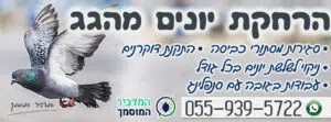 הרחקת יונים מגגות כולל קוצים ורשתות ושיטות נוספות - מחירים זולים הרחקת יונים מגגות כולל קוצים ורשתות ושיטות נוספות - מחירים זולים