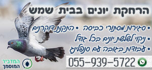 הרחקת יונים וציפורים בבית שמש כולל רשתות במסתורי כביסה ולבניינים - מחירים זולים הרחקת יונים וציפורים בבית שמש כולל רשתות במסתורי כביסה ולבניינים - מחירים זולים