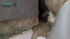 איתור פגר של עכבר בתוך סדק באבנים
