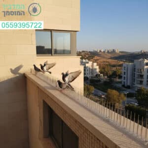 הרחקת יונים מקצועית במודיעין עם פתרונות יעילים ושירות ללא פשרות