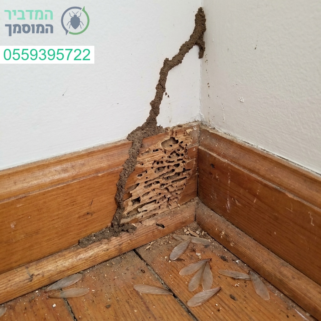 זיהוי ומניעה מקצועית של נזקי טרמיטים לשמירה על שלמות הבית שלכם
