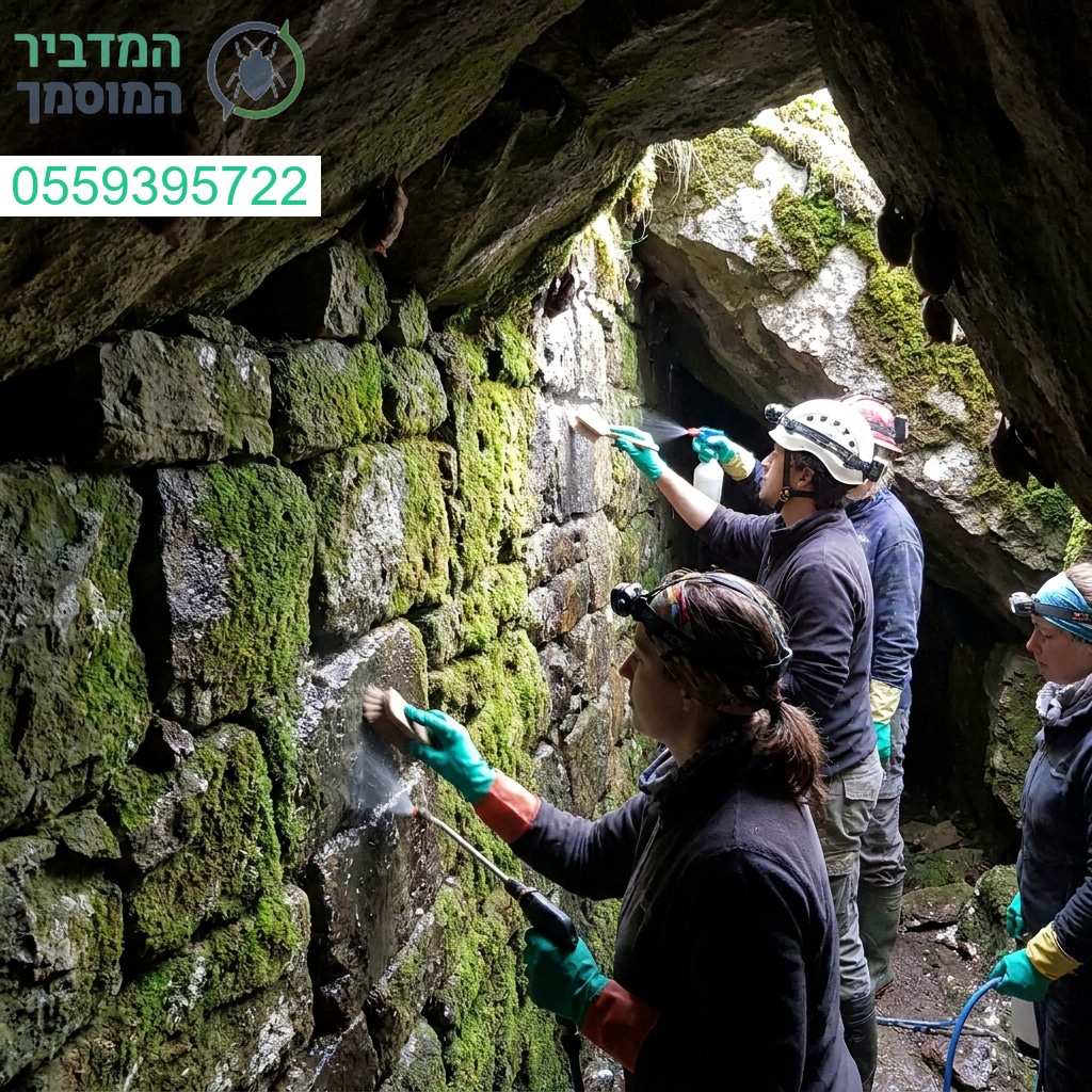 ביצוע משימות ניקוי מורכבות של קירות אבן מאדריכי עטלפים ברמת דיוק ואיכות ללא פשרות