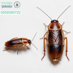זיהוי מדויק של ההבדלים בין תיקן גרמני לתיקן אמריקאי למענה מקצועי ופתרון יסודי