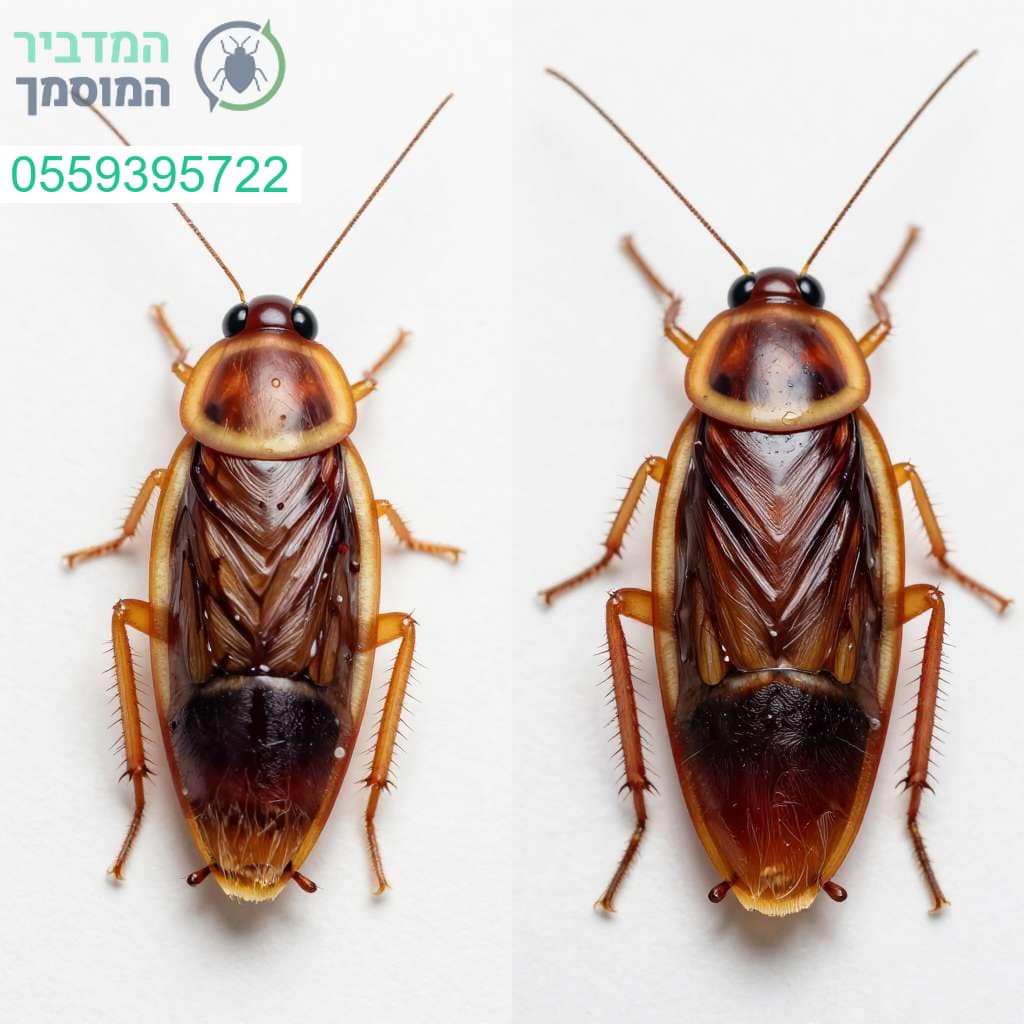 זיהוי מדויק של סוג המזיק הוא המפתח לבחירת הפתרון היעיל והמקצועי ביותר לביתכם
