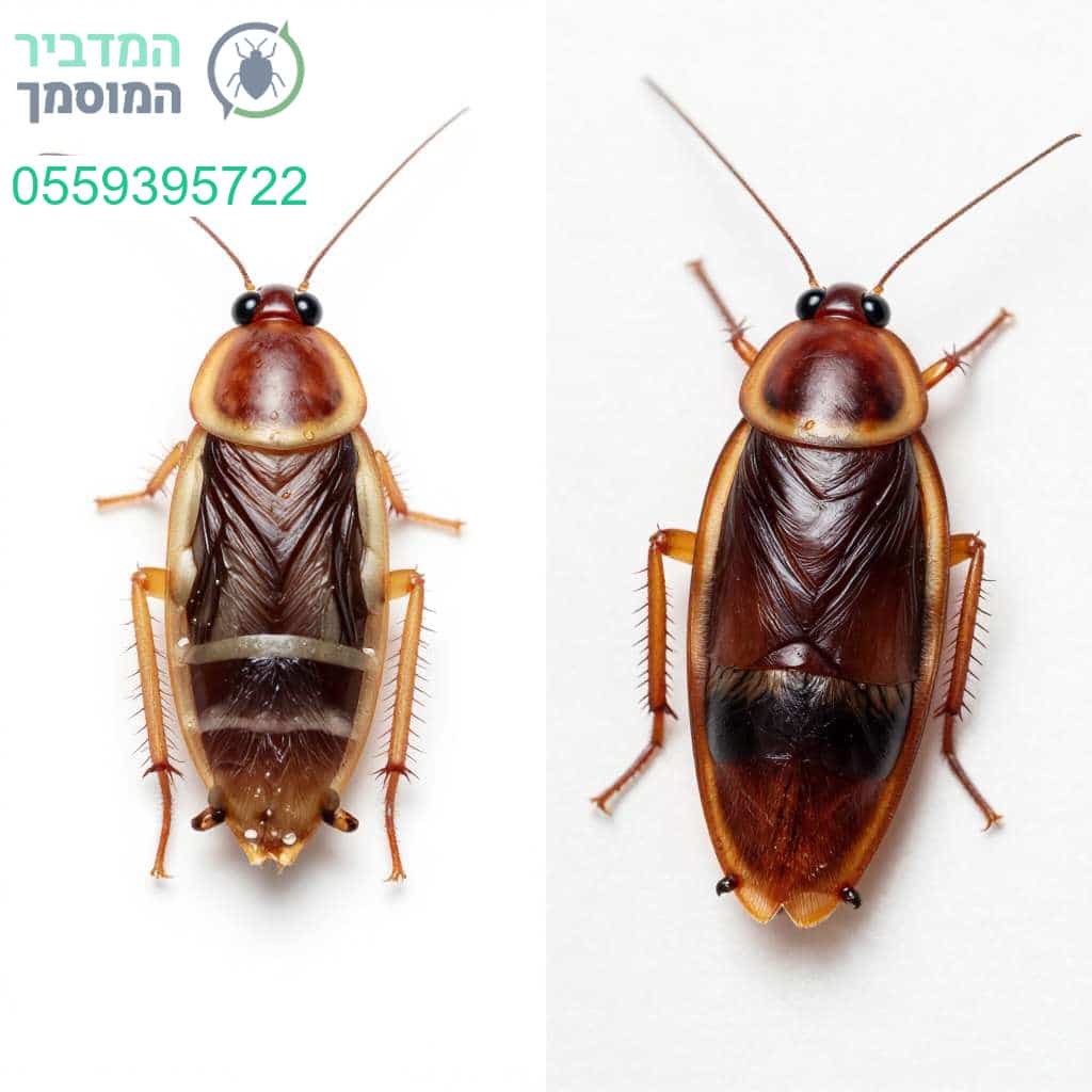 זיהוי מדויק של ההבדלים בין תיקן גרמני לתיקן אמריקאי הוא המפתח להדברה יעילה ומקצועית