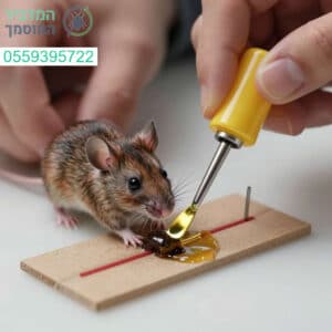 מדריך מעשי ומהיר לשחרור עכבר ממלכודת דבק בצורה בטוחה ואנושית