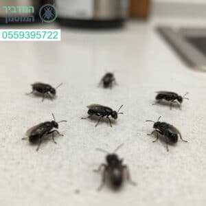פתרון מקצועי ומדויק לזיהוי וחיסול חרקים במטבחכם למען בית נקי ובריא