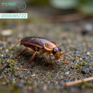 פתרון מקצועי ויסודי לחיסול מוחלט של תיקן השדה למען בית נקי ובטוח