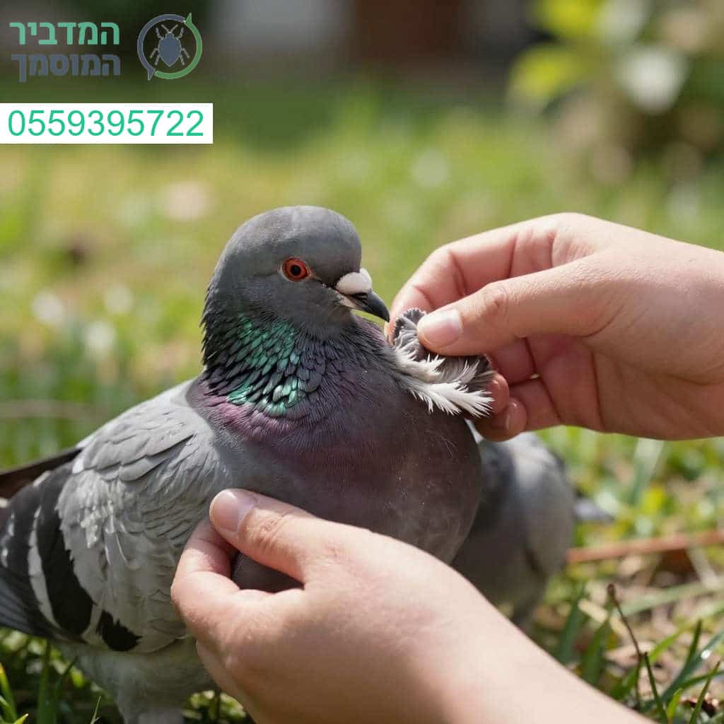 מה לעשות עם יונה פצועה בחצר? הדרכה מקצועית לטיפול נכון ובטוח