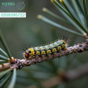 פתרון מקצועי ומדויק להדברת זחל האורן לשמירה על בריאותכם ועל עצי האורן שלכם