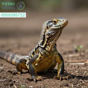 לכידת לטאות מקצועית, מהירה ובטוחה על ידי המומחים המובילים בתחום