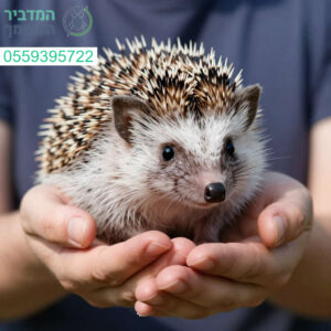 לכידה מקצועית והומנית של קיפודים