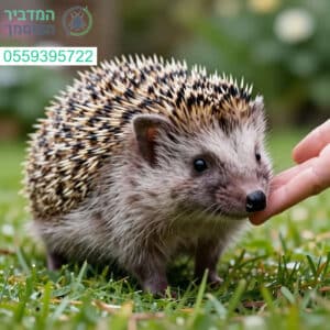 פתרון מקצועי, אנושי ובטוח להוצאת קיפודים מהחצר בסטנדרטים הגבוהים ביותר