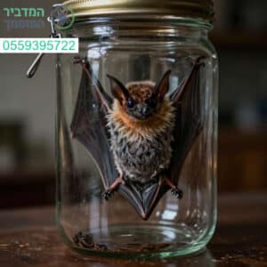 טיפול מקצועי, בטוח ומהיר להסרת עטלפים מהבית בסטנדרט הגבוה ביותר