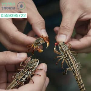 מומחיות ודיוק בלכידה מקצועית של סרטנים וזוחלים קטנים