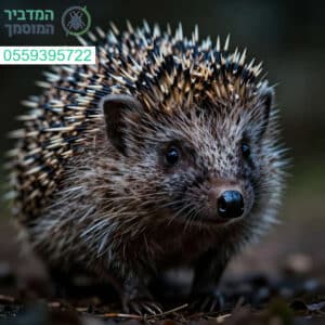 מומחיות מקצועית ושירות בטוח وמהיר בכל תהליך של לכידה וטיפול