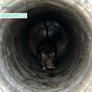 איתור מקצועי ומדויק של חדירת מכרסמים במערכות הביוב באמצעות טכנולוגיית צילום מתקדמת