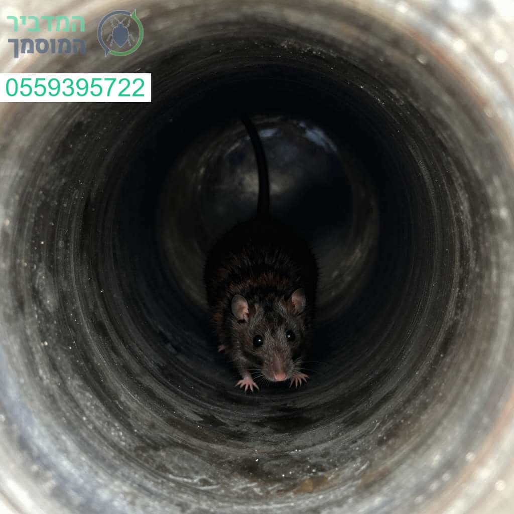 איתור מקצועי ומדויק של חדירת מכרסמים במערכות הביוב באמצעות טכנולוגיית צילום מתקדמת