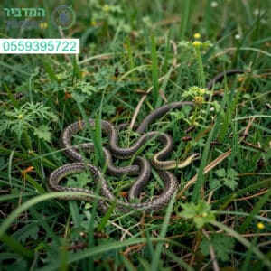 פתרון מקצועי להדברת עשביית פרא המושכת נחשים ומזיקים לשמירה על סביבה נקייה ובטוחה