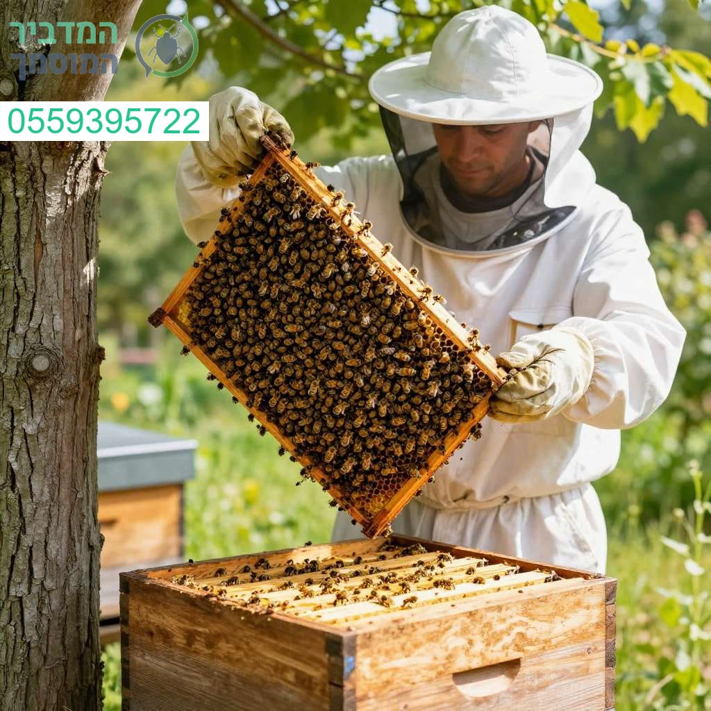 פינוי נחיל דבורים ללא הריגה