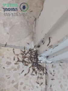 נחיל טרמיטים שיצא מתוך משקוף בדירה – סימן לקן פעיל