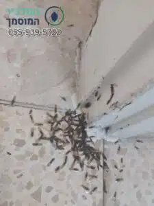 נחיל טרמיטים שיצא מתוך משקוף בדירה – סימן לקן פעיל