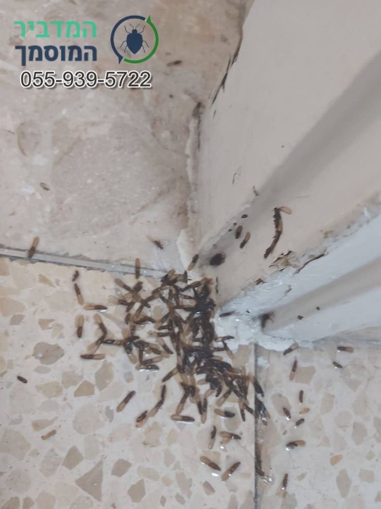 נחיל טרמיטים שיצא מתוך משקוף בדירה – סימן לקן פעיל