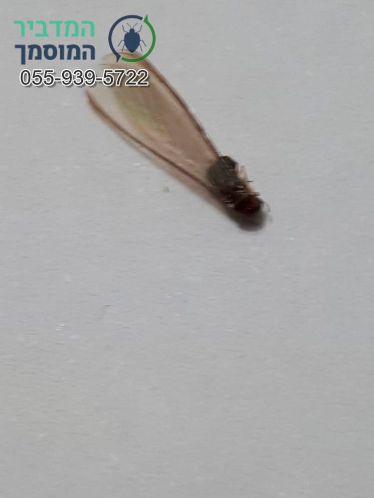 טרמיט מעופף מקרוב – כנפיים ארוכות באורך זהה