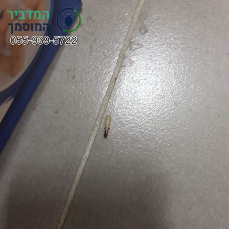 טרמיט מעופף על רצפת הבית – סימן שיש קן בקרבת מקום